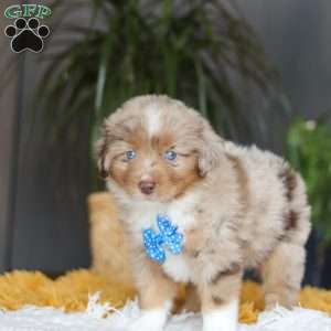 Marlu, Miniature Australian Shepherd Puppy